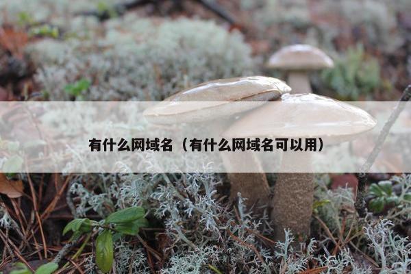 有什么网域名（有什么网域名可以用）
