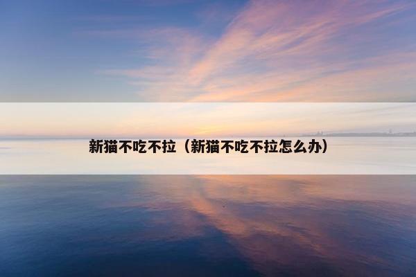 新猫不吃不拉（新猫不吃不拉怎么办）